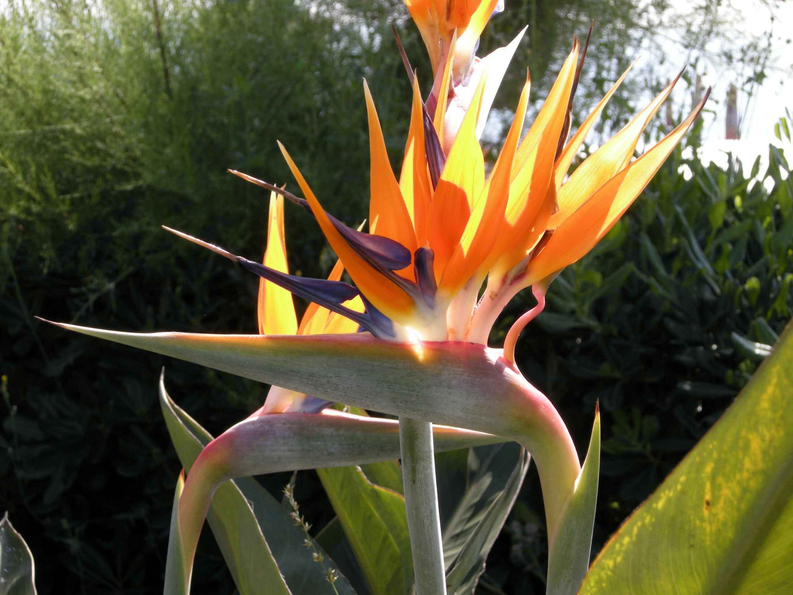 strelitzia