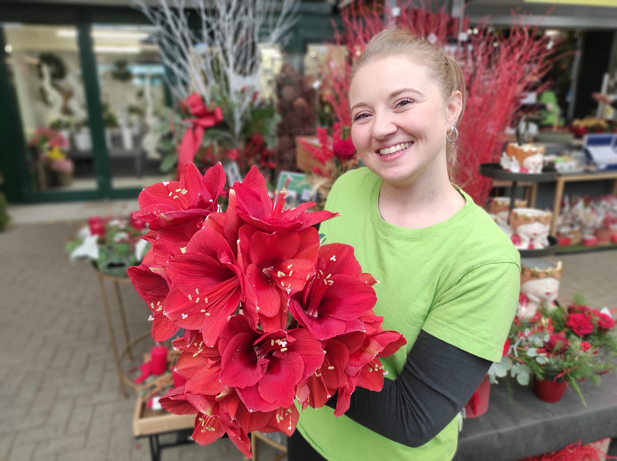 Hippeastrum