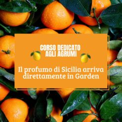 CORSO CURA E MANTENIMENTO PIANTE DI AGRUMI