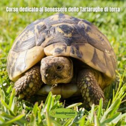 CORSO CON VETERINARIO SUL BENESSERE DELLE TARTARUGHE DI TERRA